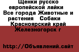 Щенки русско европейской лайки - Все города Животные и растения » Собаки   . Красноярский край,Железногорск г.